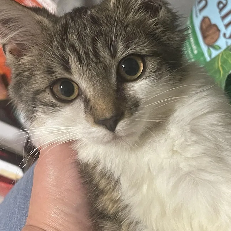 A baby small-sized female Brown / Chocolate Domestic Medium Hair cat named Cinderella for adoption in Durham, NC