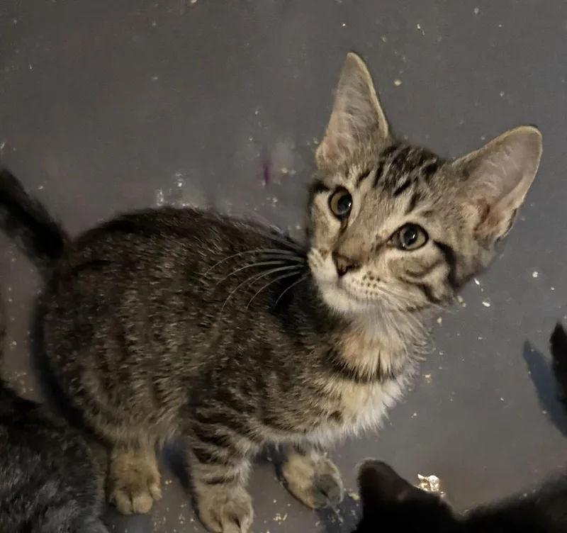 A young small-sized male Gray / Blue / Silver American Shorthair cat named Chad for adoption in Emporia, KS