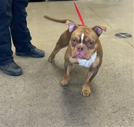 A young large-sized male English Bulldog dog named Melbourne for adoption in Mesa, AZ