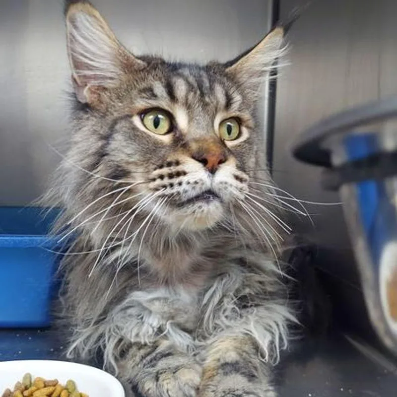 An adult medium-sized male Maine Coon cat named Mufasa for adoption in Lake Havasu City, AZ
