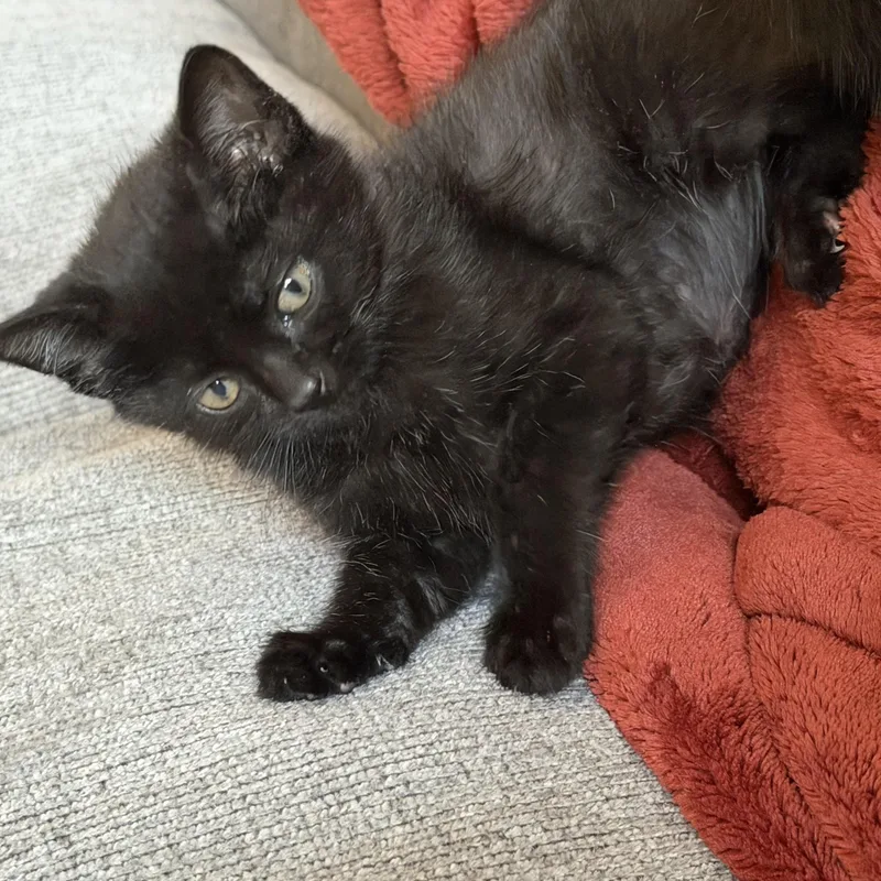 A baby medium-sized male Black Domestic Short Hair cat named Jem for adoption in Germansville, PA