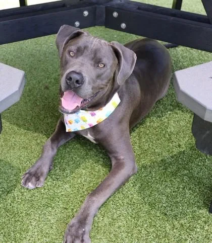 A young medium-sized male Mixed Breed dog named Azul for adoption in Athens, GA