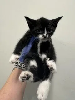 A baby small-sized female Domestic Short Hair cat named Sweet Pea for adoption in Miami, FL