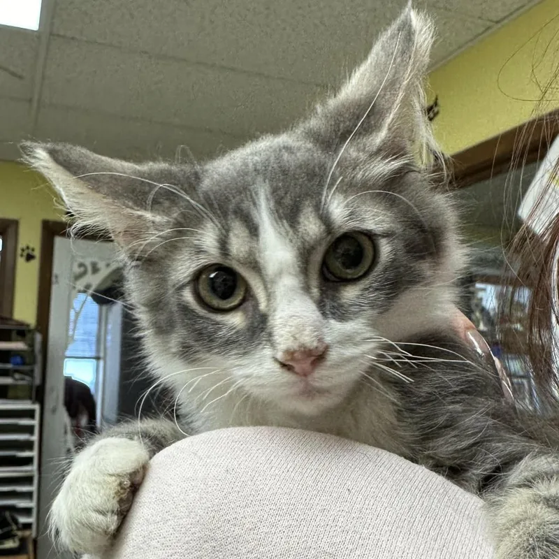 An adult large-sized male Gray / Blue / Silver Domestic Medium Hair cat named Lock for adoption in Hamburg, NY
