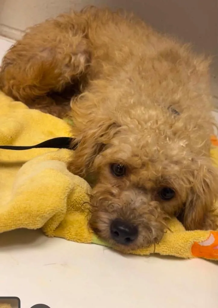 A young small-sized male Poodle dog named Gregory for adoption in Albany, GA
