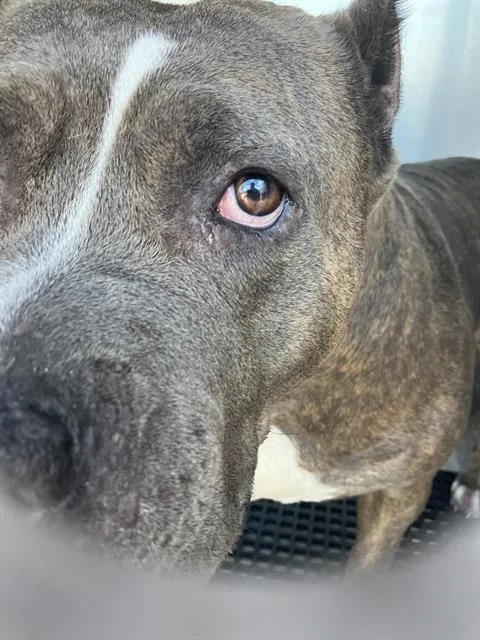 An adult extra large-sized female Mixed Breed dog named Blue for adoption in Dallas, TX