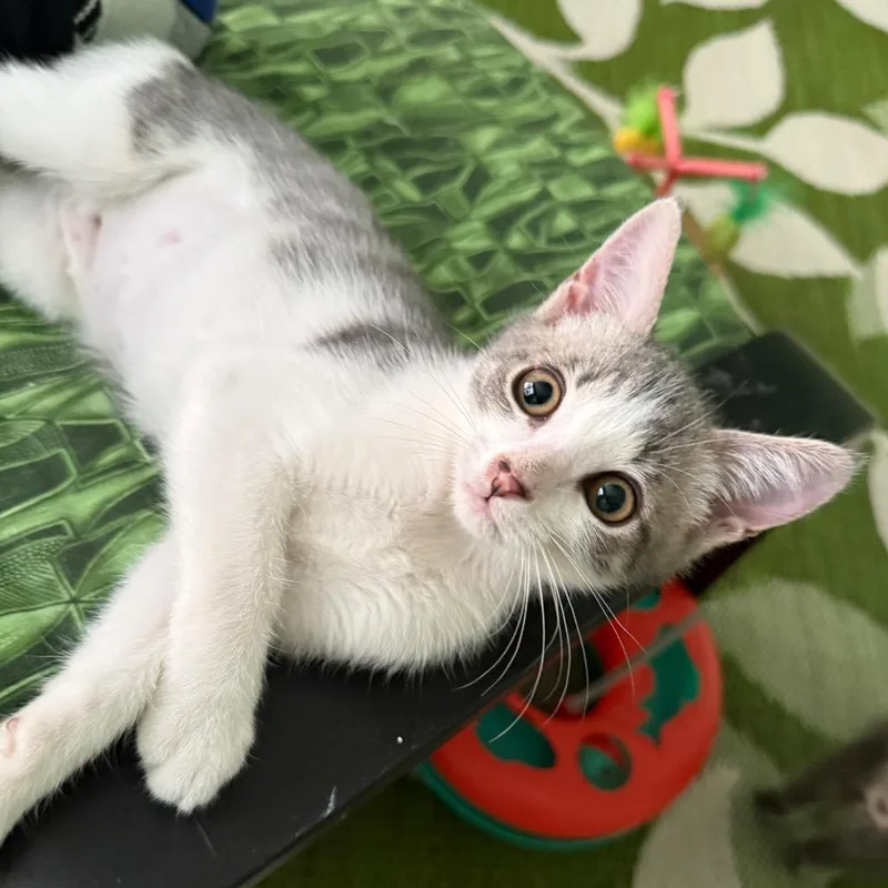 A baby small-sized female Gray / Blue / Silver Domestic Short Hair cat named Honor for adoption in Playa Vista, CA