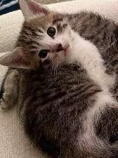 A baby medium-sized female Tabby (Brown / Chocolate) Domestic Short Hair cat named Caylea for adoption in Seymour, IN