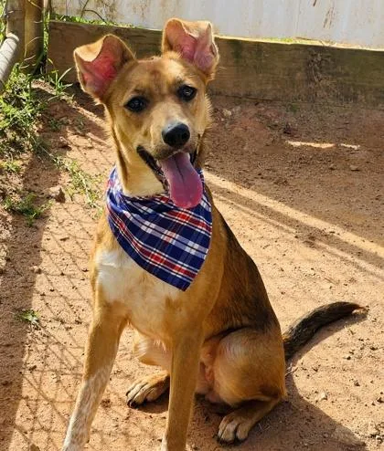 A young small-sized female Mixed Breed dog named Jackal Lynn $ for adoption in Seneca, SC