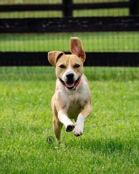 A young medium-sized male Pit Bull Terrier dog named Tempo for adoption in Lexington, KY