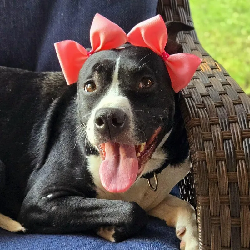 An adult medium-sized female American Staffordshire Terrier dog named Grace for adoption in San Antonio, TX