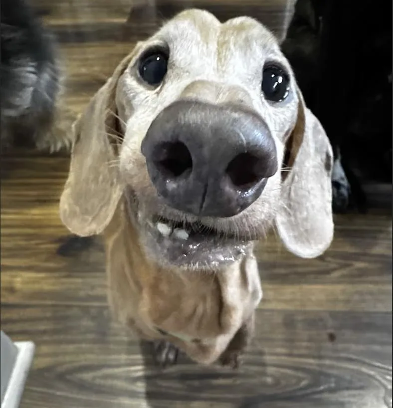 A senior small-sized female Apricot / Beige Dachshund dog named Limbo And Delilah for adoption in New York, NY