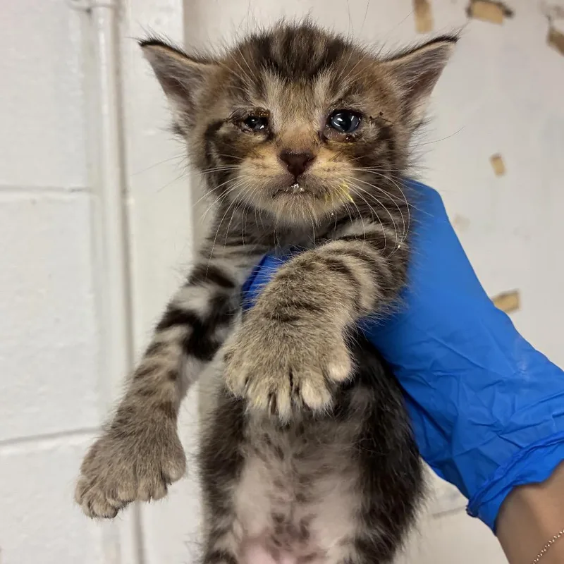 A baby small-sized male Brown / Chocolate Domestic Short Hair cat named Phillip for adoption in Edinburg, TX
