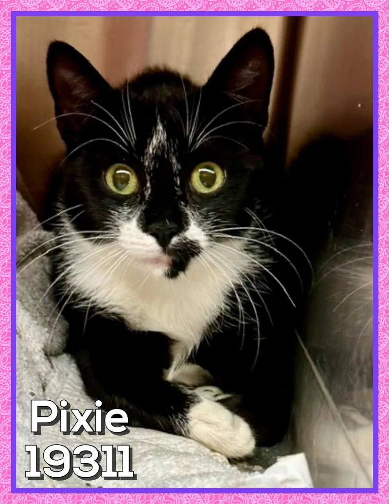 An adult small-sized female Black & White / Tuxedo Domestic Short Hair cat named Pixie for adoption in Marietta, GA