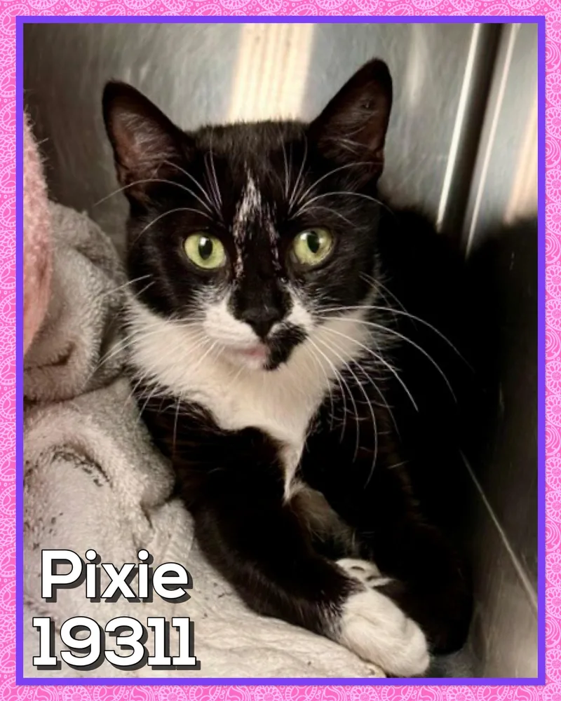 Pixie thumbnail 2