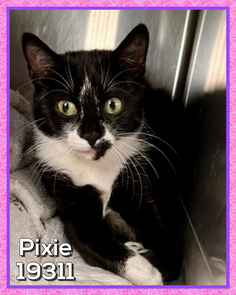 Pixie thumbnail 3