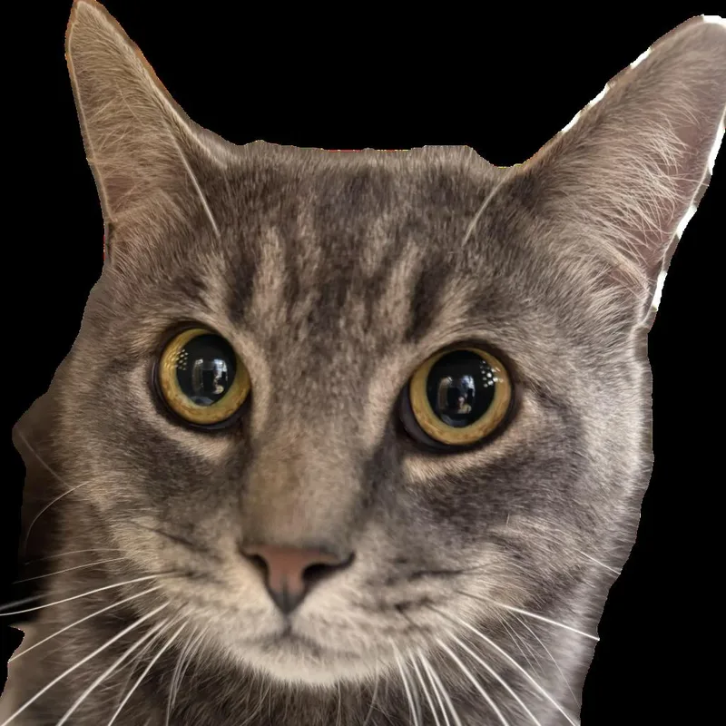 An adult large-sized male Gray / Blue / Silver Domestic Short Hair cat named Jorge the Cowboy for adoption in Salisbury, MA