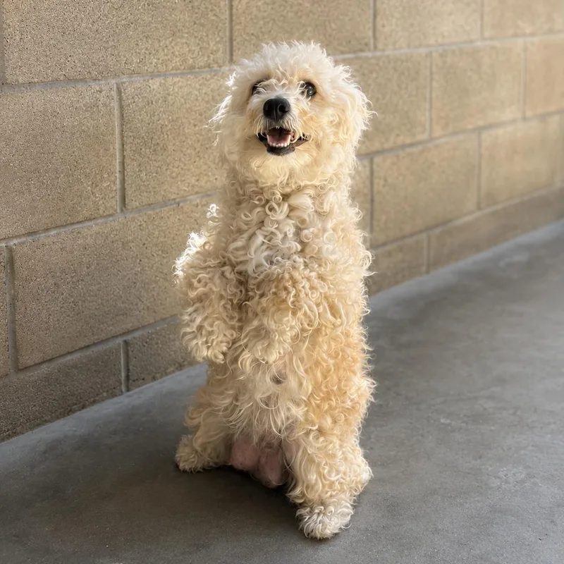 An adult small-sized female Yellow / Tan / Blond / Fawn Poodle dog named Abigail for adoption in Lathrop, CA
