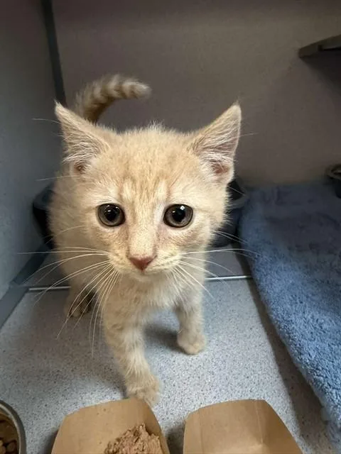 A baby small-sized male Domestic Short Hair cat named Vlad for adoption in Aliquippa, PA