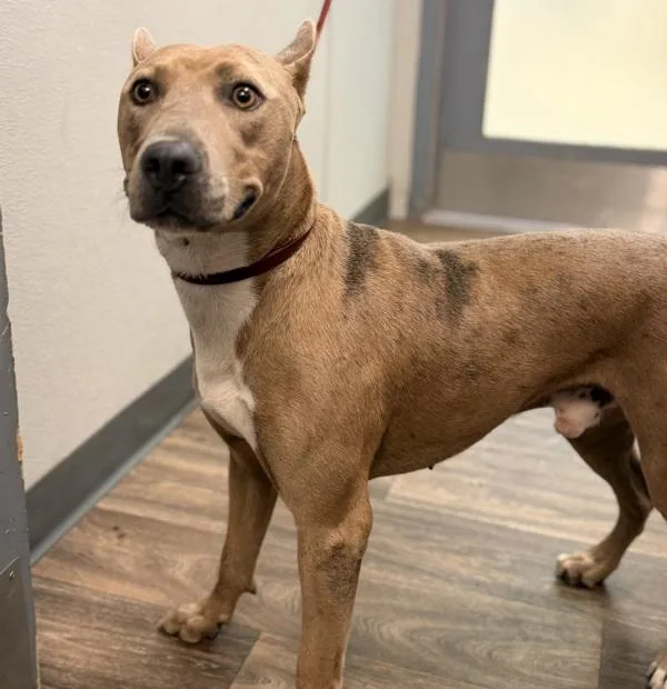 A young large-sized male Catahoula Leopard Dog dog named Bob for adoption in San Diego, CA