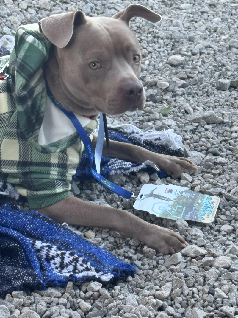 A young medium-sized male American Bully dog named Wesley for adoption in Brookeville, MD