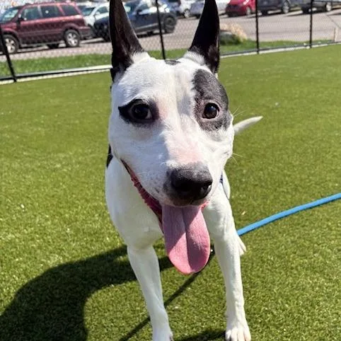 A young medium-sized male Black Mixed Breed dog named Asphalt for adoption in Philadelphia, PA