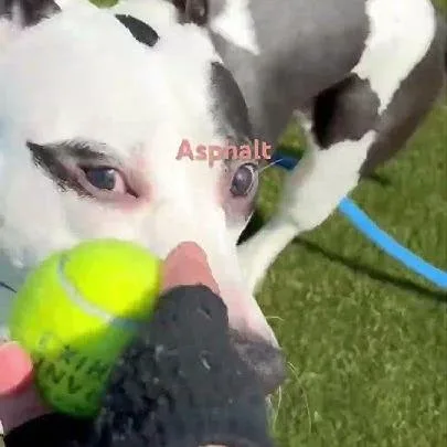 Asphalt thumbnail 4