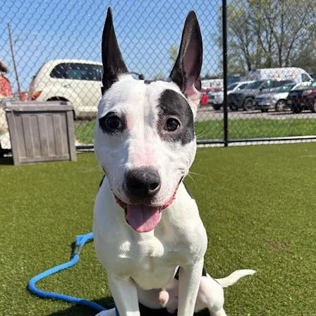 Asphalt thumbnail 5