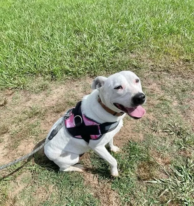 An adult medium-sized female Pit Bull Terrier dog named Ziva for adoption in Manchester, CT
