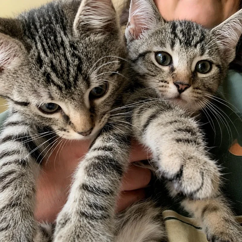 A baby medium-sized female Domestic Short Hair cat named Jack & Jill for adoption in LAKE HOPATCONG, NJ
