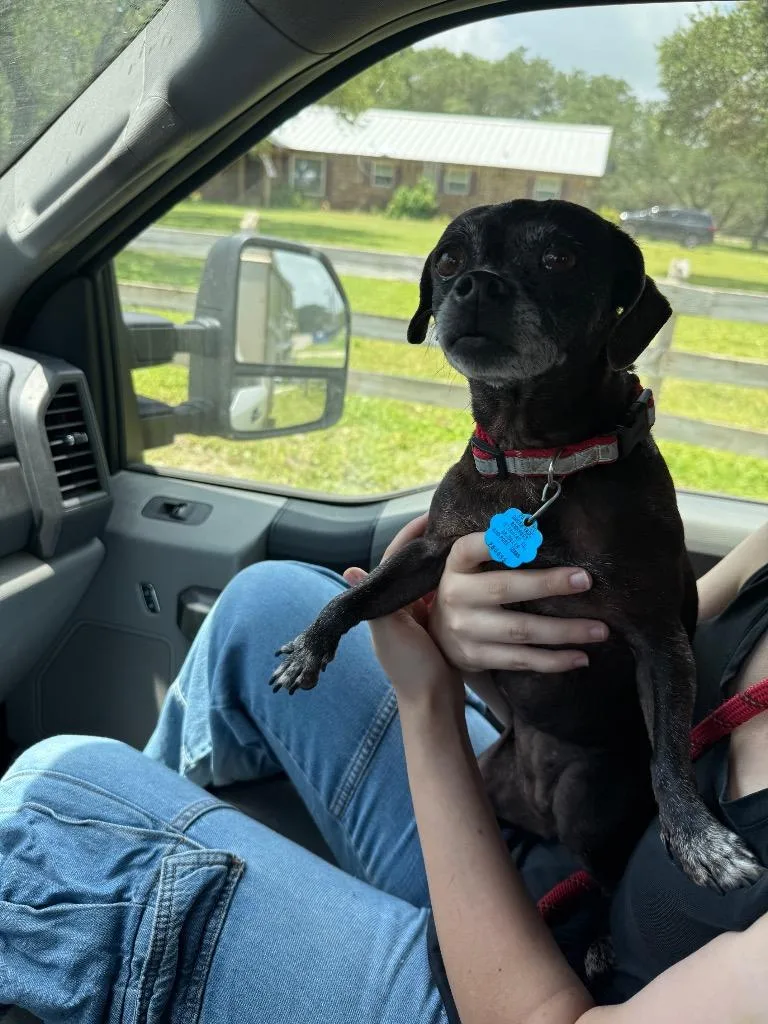 A senior small-sized female Chihuahua dog named Lucy for adoption in Rockport, TX