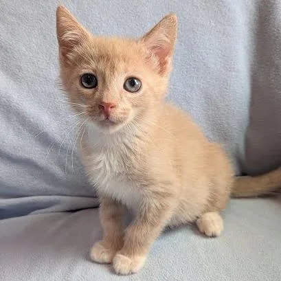 A baby small-sized female Buff / Tan / Fawn Domestic Short Hair cat named Chilaca for adoption in South Elgin, IL
