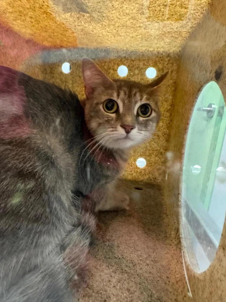 A young medium-sized female Domestic Short Hair cat named Celestia for adoption in Bloomington, IN