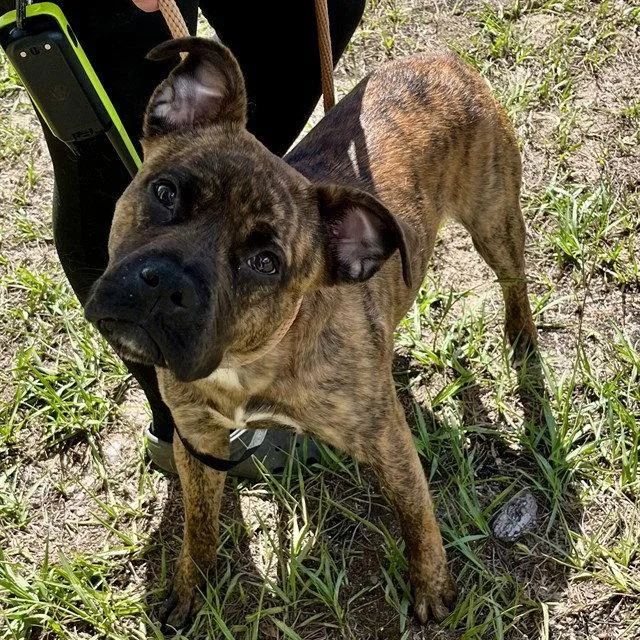 A young medium-sized male Boxer dog named Trek for adoption in Tavares, FL