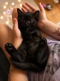 Pepper thumbnail 2