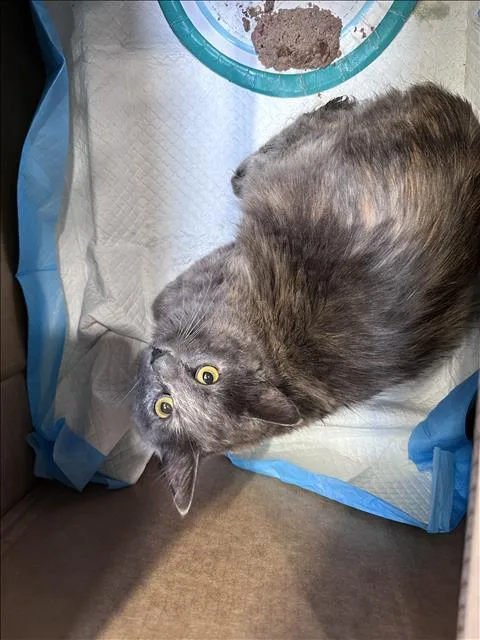 A young medium-sized female Domestic Short Hair cat named Tuna Pop for adoption in Los Angeles, CA