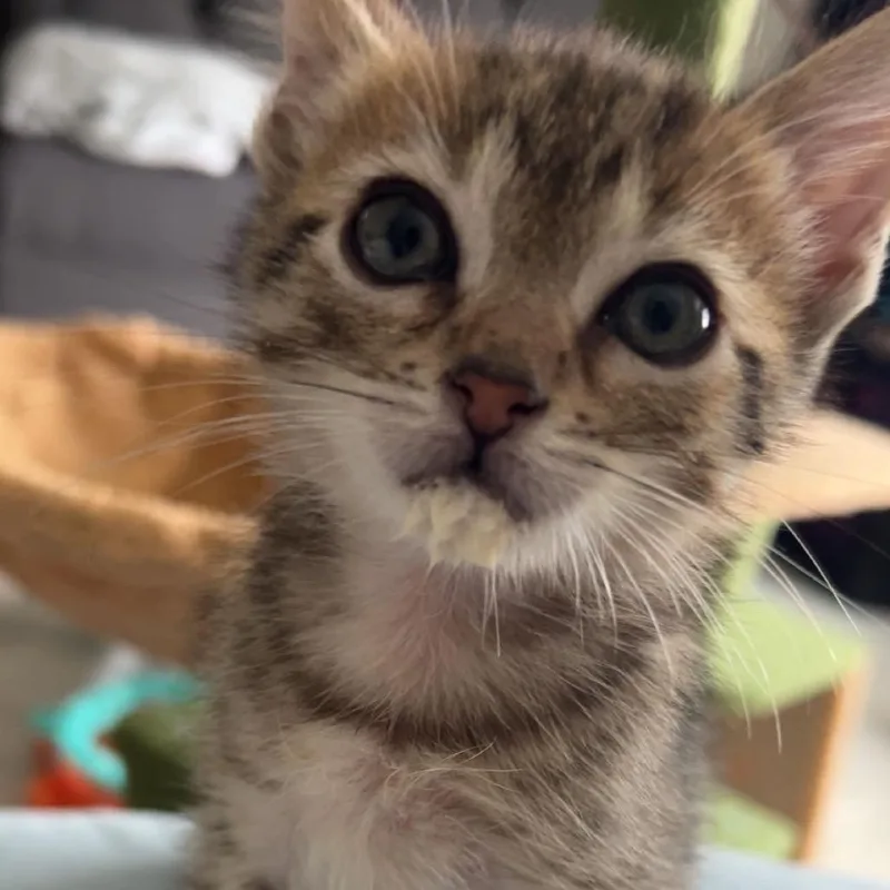A baby small-sized female Brown / Chocolate Domestic Short Hair cat named Twinklebelly for adoption in Fayetteville, GA