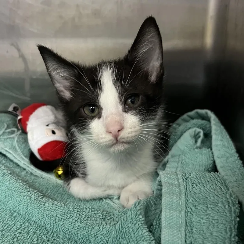 A baby small-sized male Black Domestic Short Hair cat named Benny for adoption in Naples, FL