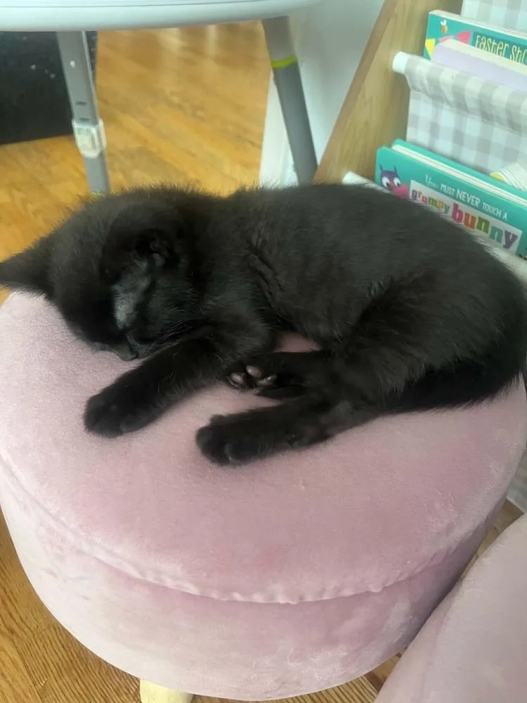 Duchess