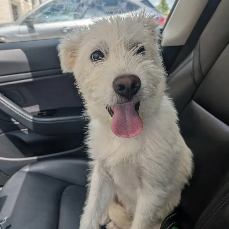 A young medium-sized male White / Cream Terrier dog named Elliot for adoption in Martinez, CA