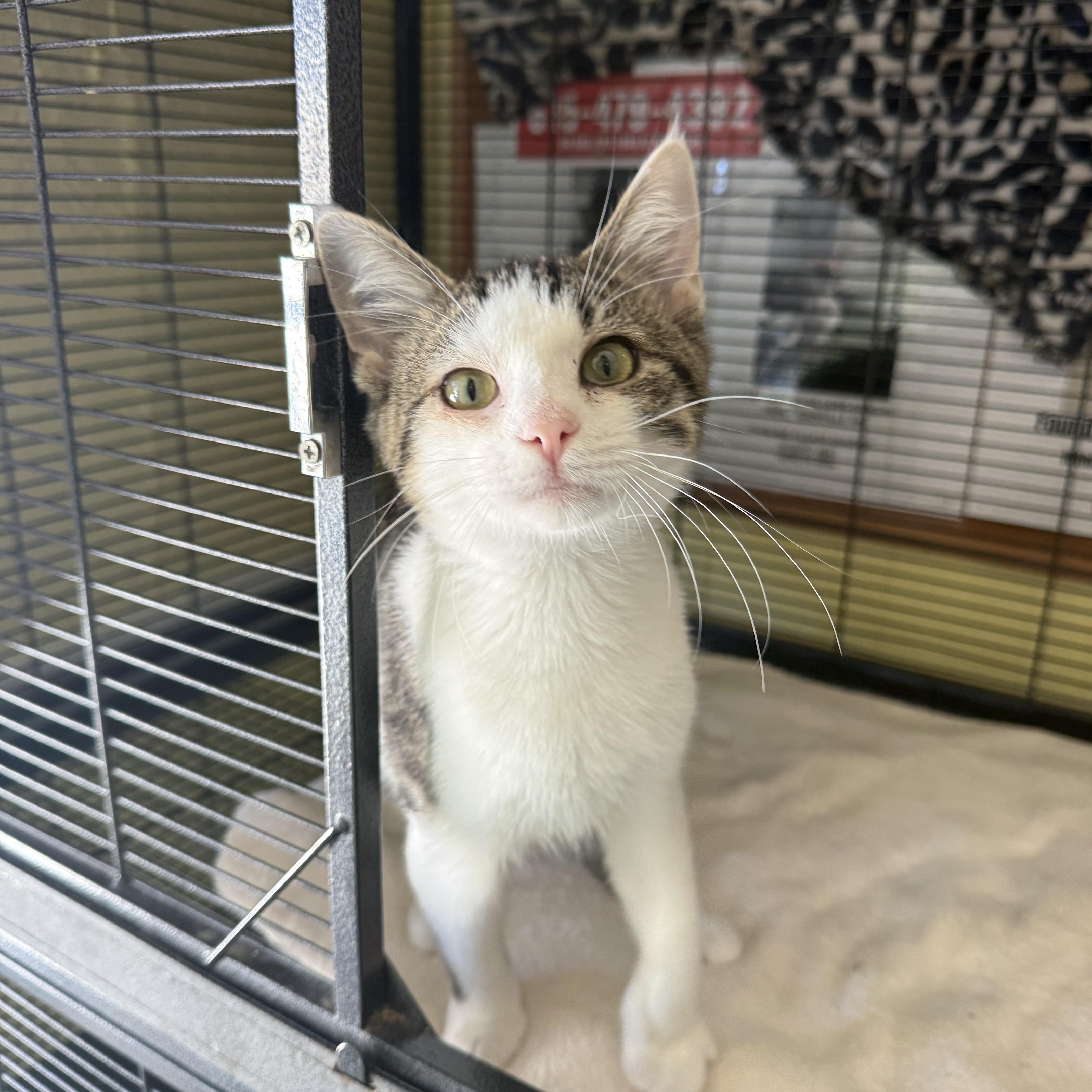 A baby small-sized male Domestic Short Hair cat named Socks for adoption in Hendersonville, TN