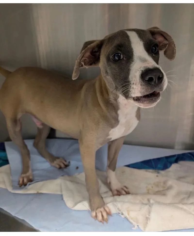 A baby medium-sized male Pit Bull Terrier dog named Grayson for adoption in Newfoundland, NJ