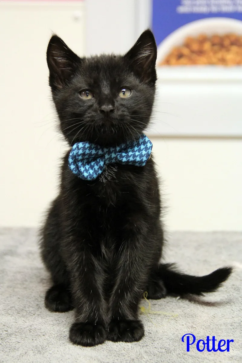A baby medium-sized male Black Domestic Short Hair cat named Potter for adoption in Vinton, IA