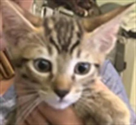 A baby small-sized female Domestic Short Hair cat named Zozo for adoption in Los Angeles, CA