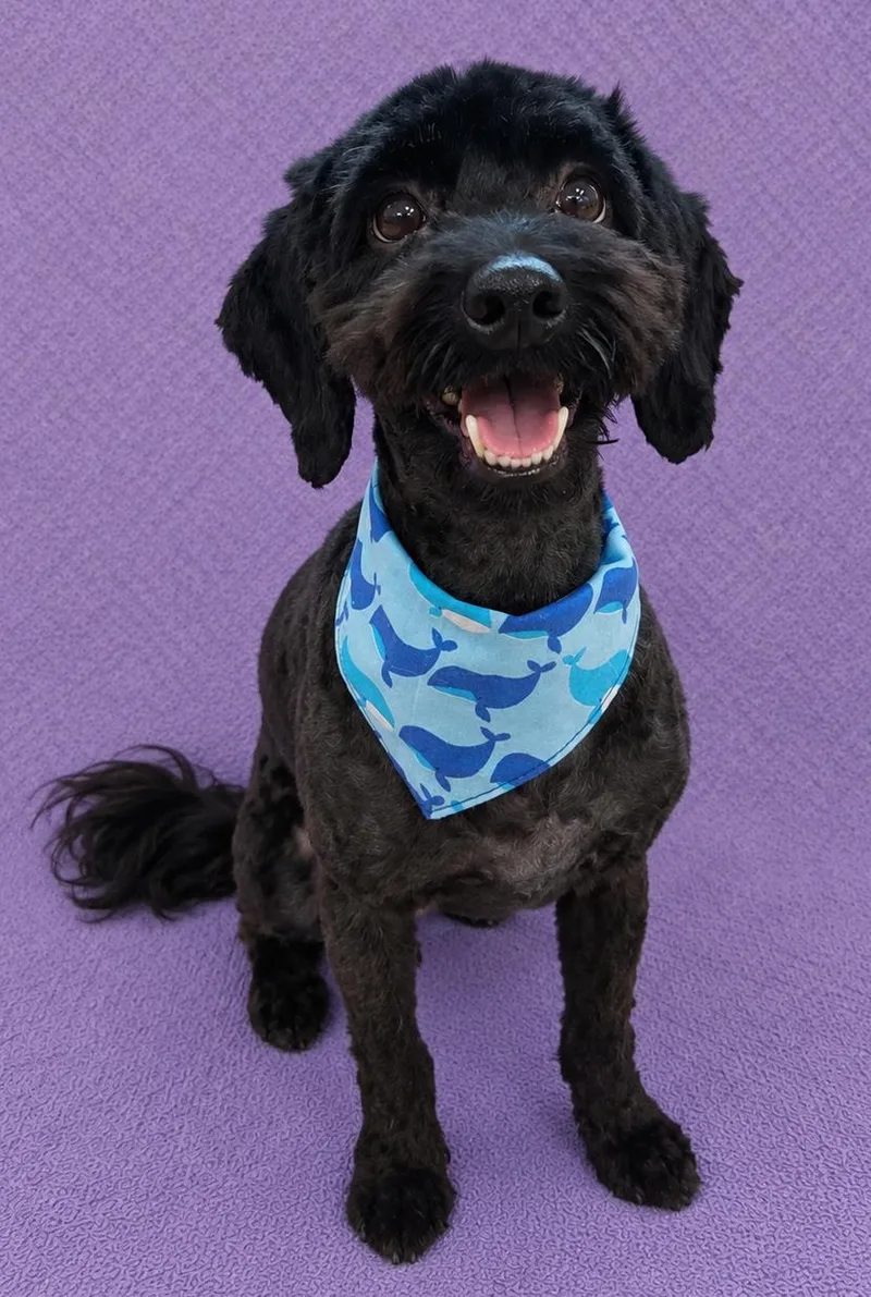 A young small-sized male Black Cockapoo dog named Bogie for adoption in Lodi, CA