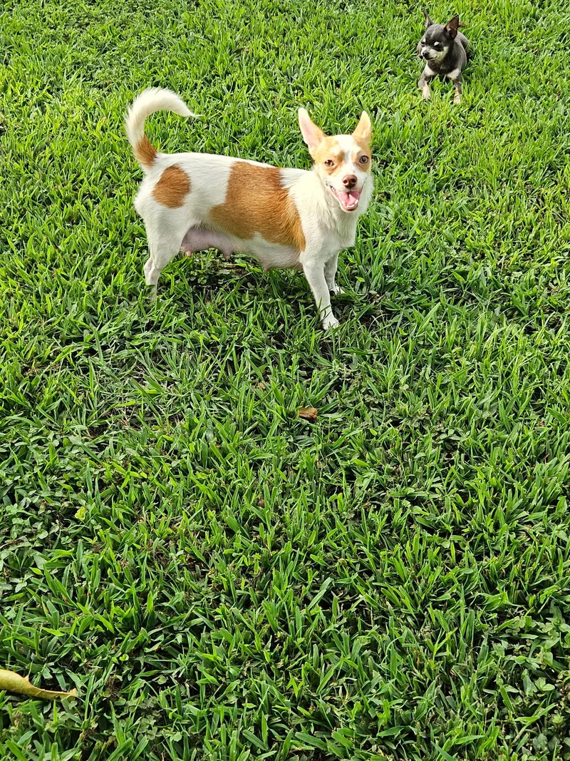 An adult small-sized female Chihuahua dog named Mom Sina for adoption in Winder, GA
