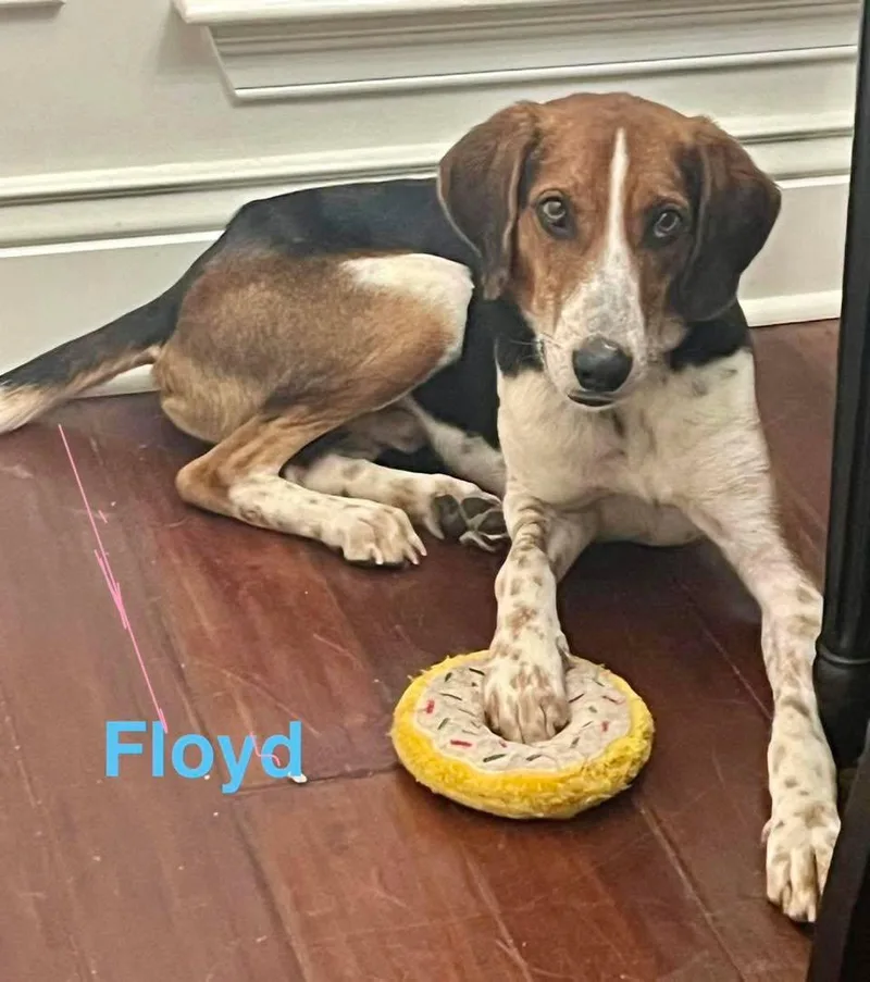 An adult medium-sized male Tricolor (Brown, Black, & White) Treeing Walker Coonhound dog named Floyd for adoption in Madisonville, LA
