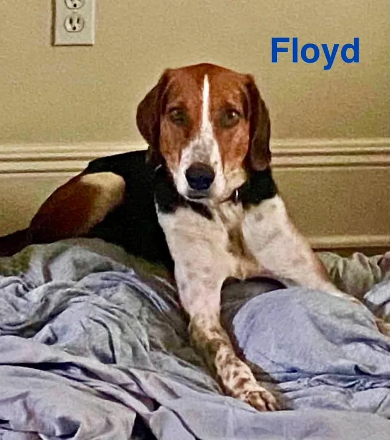 Floyd thumbnail 2