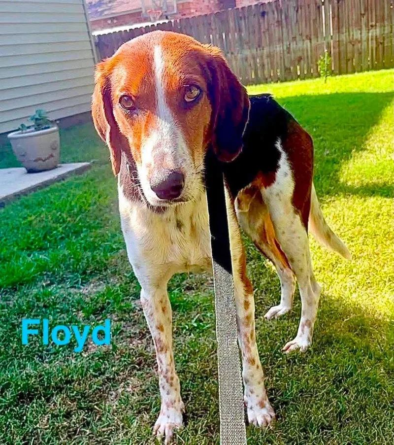 Floyd thumbnail 3