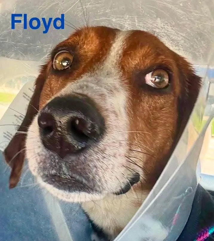 Floyd thumbnail 4